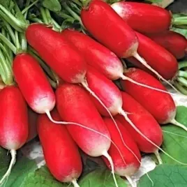 vilmorin-rzodkiewka-flamboyant-2-5g
