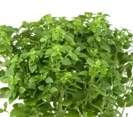 bazylia-piccolino-drobnolistna-doniczkowa-bardzo-aromatyczna-nasiona-bazyli
