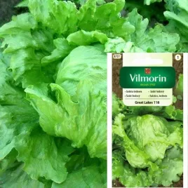 vilmorin-nasiona-salaty-salata-krucha-lodowa-great-lakes-118-smaczna-pozna