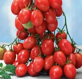 pomidor-malinowy-kapturek-duzo-owocow-pomidorki-koktajlowe-ogromna-ilosc
