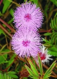 mimoza-wstydliwa-wieloletnia-nasiona-mimozy-tanczaca-roslina-porusza-sie