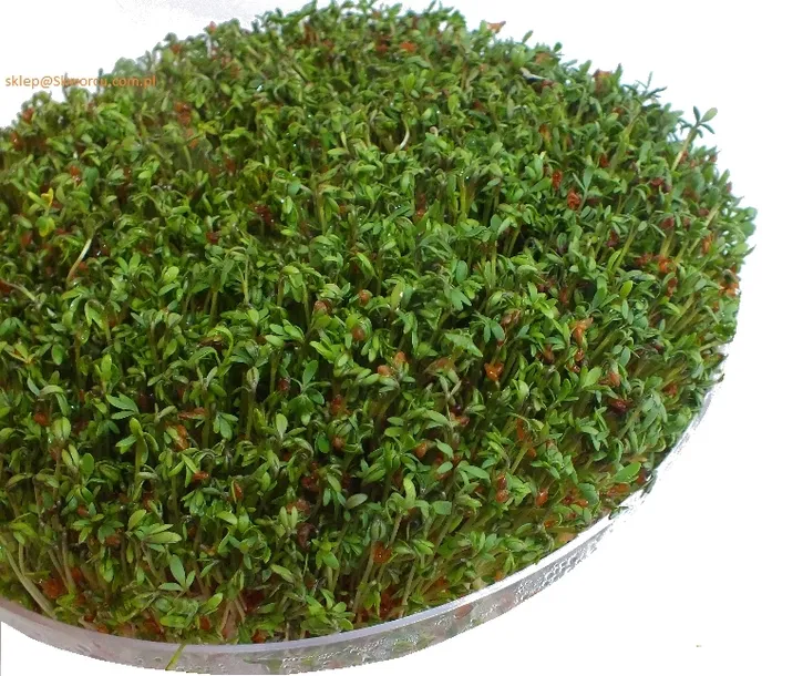 nasiona-30-g-marka-toraf