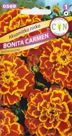 aksamitka-bonita-carmen-rozpierzchla-dwukolorowa-aksamitki-turki-nasiona