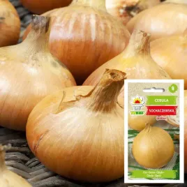 toraf-cebula-sochaczewska-5g-pozna-lagodna-duza