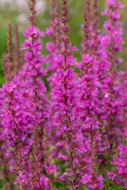 krwawnica-pospolita-robin-lythrum-salicaria