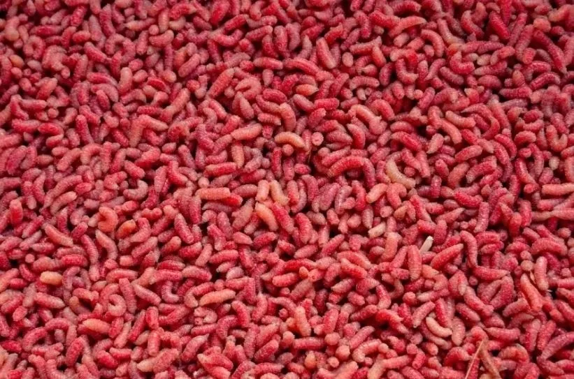 robak-pinka-czerwona-500ml-robaki
