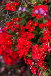 werbena-peruwianska-verbena-peruviana