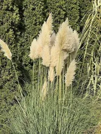 trawa-pampasowa-cortaderia-selloana-sadzonka-efektowna-trawa-ozdobna