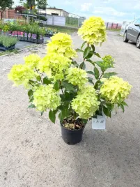 hortensja-bukietowa-mojito-zolta-sadzonka-duza-doniczka-5l-30-50cm-kwitnaca