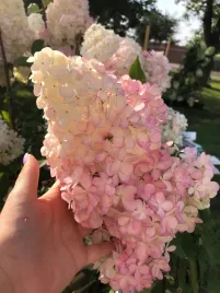 hortensja-bukietowa-fraise-vanille-30-50cm-rozowa-duza-sadzonka-w-pojemniku