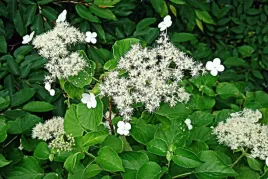 hortensja-sadzonka-pnaca-hydrangea-biala-xxl-piekne-kwiaty-kwitnie