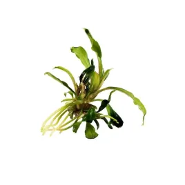bucephalandra-sp-aqua-artica-in-vitro-1-szt-sadzonka