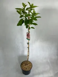 hortensja-na-pnie-bukietowa-vanille-fraise-rozowe-przebarwiajace-sie-kwiaty
