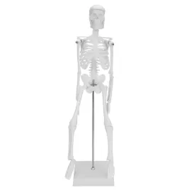 model-ludzkiego-szkieletu-ruchomy-45-cm-edukacyjny-model-anatomiczny-do-nau