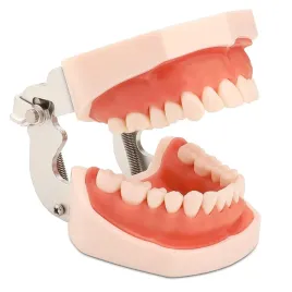 model-szczeki-z-wyjmowanymi-zebami-faruijie-dental-typodont-i-miekkimi-dzia
