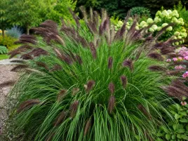 rozplenica-japonska-viridescens-pennisetum-ciemne-klosy-trawa-ozdobna