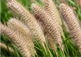 rozplenica-japonska-cassian-pennisetum-trawa-ozdobna-sadzonka-w-doniczce