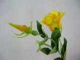 zolta-eustoma-sztuczna-galazka-eustomy
