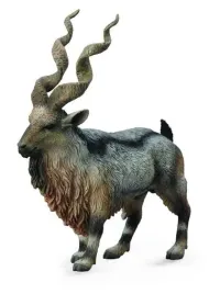 rogacz-tadjik-markhor-collecta