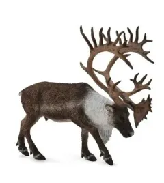 renifer-woodland-caribou-collecta