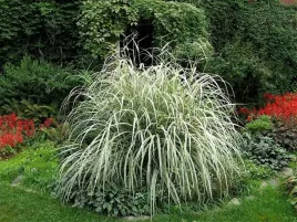 miskant-chinski-variegatus-c2-bialo-zielone-do-ogrodu-na-taras-150cm