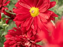 chryzantema-duchess-of-edinburgh-zlocien-czerwonawy-sadzonka-p9-czerwona