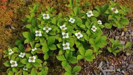 deren-kanadyjski-rozlogowy-kwitnacy-p9-plozacy-sadzonka-cornus-canadensis