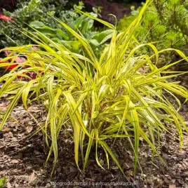 hakonechloa-aureola-macra-smukla-zolta-paskowana-sadzonka-dwubarwna-c2-xl