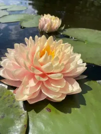 lilia-wodna-nymphaea-awesome-wodne-rosliny-nowosc