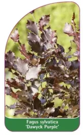 etykieta-szkolkarska-fagus-sylvatica-dawyck-purple-b