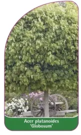 etykieta-szkolkarska-acer-platanoides-globosum-b