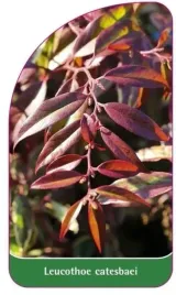 etykieta-szkolkarska-leucothoe-catesbaei-a