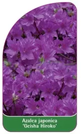 etykieta-szkolkarska-azalea-japonica-geisha-hiroko-standard