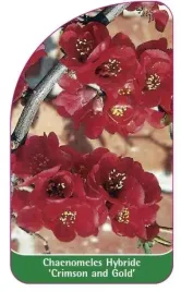 etykieta-szkolkarska-chaenomeles-hybride-crimson-and-gold-b