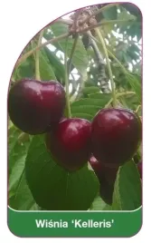 etykieta-szkolkarska-wisnia-kelleris-b
