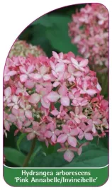 etykieta-szkolkarska-hydrangea-arborescens-pink-annabelle-invincibelle