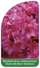 etykieta-szkolkarska-rhododendron-williamsianum-gartendirektor-glockner