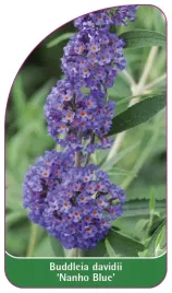 etykieta-szkolkarska-buddleia-davidii-nanho-blue-standard-b