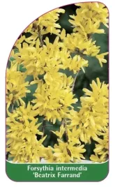 etykieta-szkolkarska-forsythia-intermedia-beatrix-farrand-b