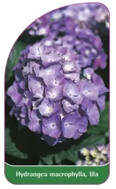 etykieta-szkolkarska-hydrangea-macrophylla-lila-b