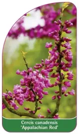 etykieta-szkolkarska-cercis-canadensis-appalachian-red-b