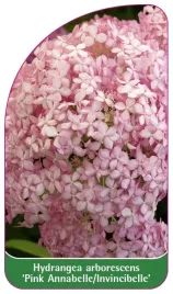 etykieta-szkolkarska-hydrangea-arborescens-pink-annabelle-ivincibelle
