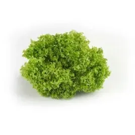 salata-lollo-bionda-klasa-i-polska-1szt
