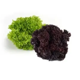 salata-lollo-mix-klasa-i-polska-4szt