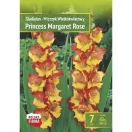 kapers-gladiolus-mieczyk-princess-margaret-rose-10-12-7szt