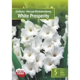 kapers-gladiolus-mieczyk-white-prosperity-12-14-5szt