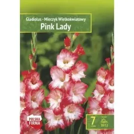 kapers-gladiolus-mieczyk-pink-lady-10-12-7szt