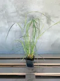 rozplenica-japonska-magic-p9-roslina-w-postaci-sadzonka-w-pojemniku-05-1l