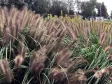 rozplenica-japonska-magic-p9-producent-szkolka-roslin-ozdobnych-a-r-koblanscy