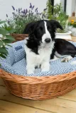 dotty-legowisko-dla-kota-lub-psa-koszyk-wiklinowy-marka-dotty